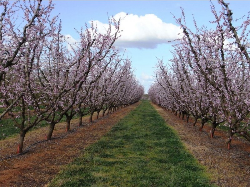 484 Cobram South Road, Cobram VIC 3644