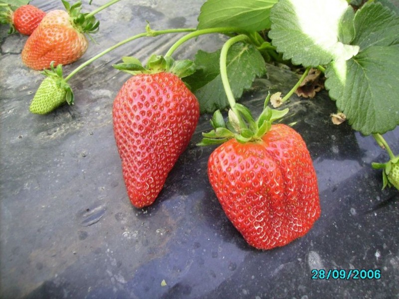 Lot/7 Kangan Road, Koonoomoo VIC 3644