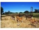 5002 Benalla-Tocumwal Road, Katamatite VIC 3649