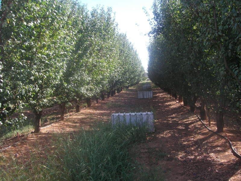 102 Cobram South Road, Cobram VIC 3644