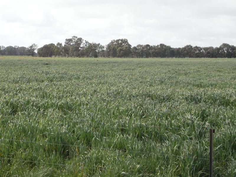 1634 Bearii East Road, Strathmerton VIC 3641