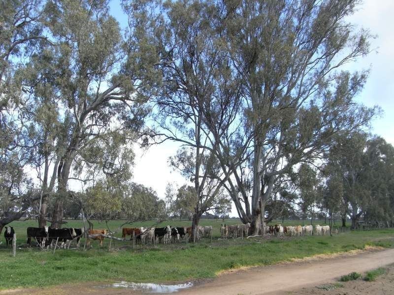 1634 Bearii East Road, Strathmerton VIC 3641