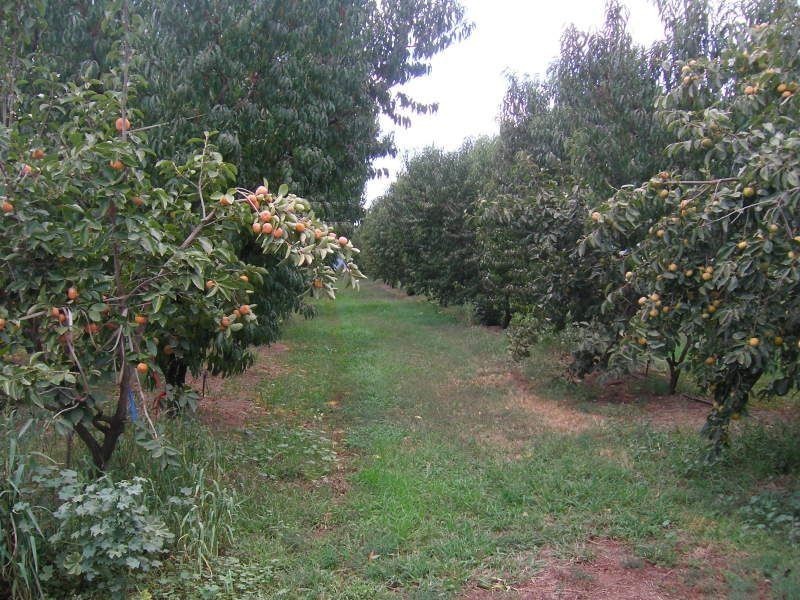 3 Karook Street, Cobram VIC 3644