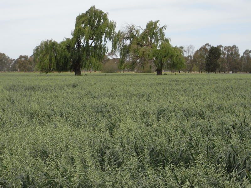 139 Montgomery Road, Yarroweyah VIC 3644