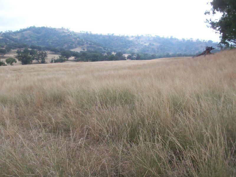 . ‘Glenroy’ Bunnan Via, Scone NSW 2337