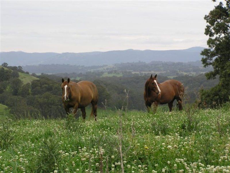 . ‘Brindabella Blue’, Nundle NSW 2340