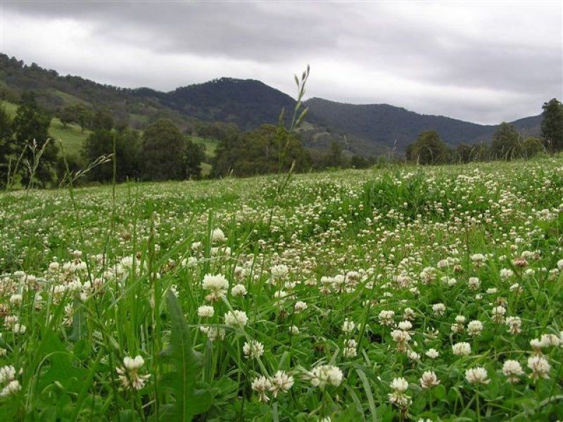 . ‘Brindabella Blue’, Nundle NSW 2340