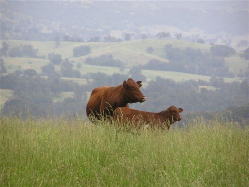 . ‘Brindabella Blue’, Nundle NSW 2340
