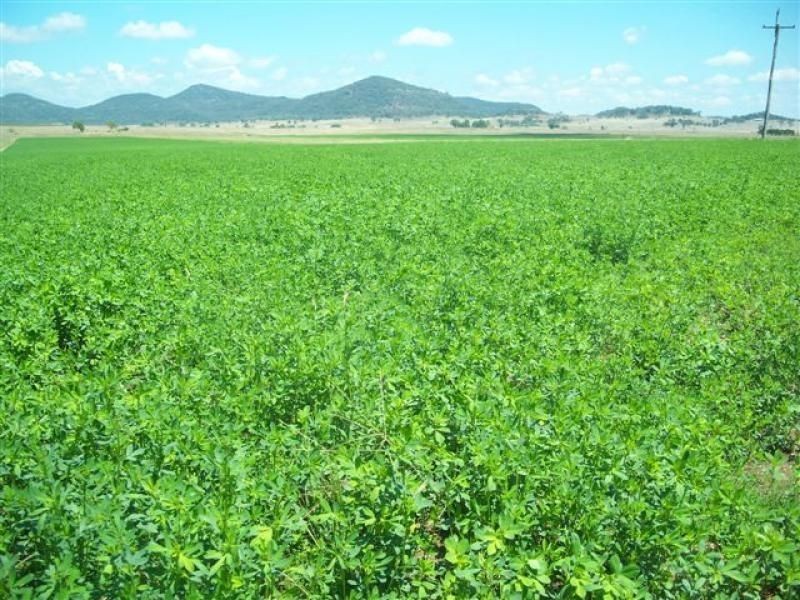 . ‘Elliven’, Sandy Hollow NSW 2333