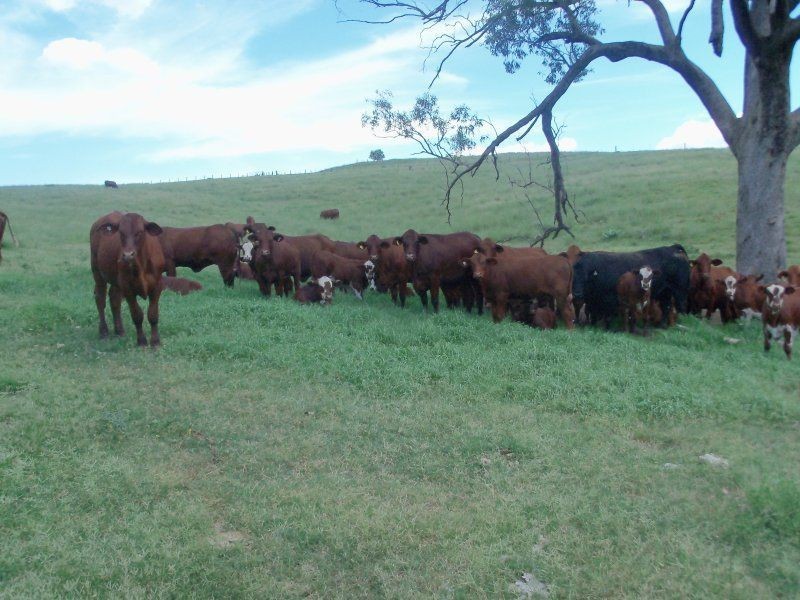 . ‘Rouchel Gap Road’, Aberdeen NSW 2336