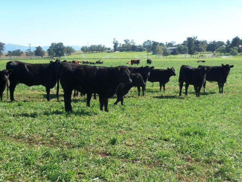 . ‘Elgin’, Muswellbrook NSW 2333