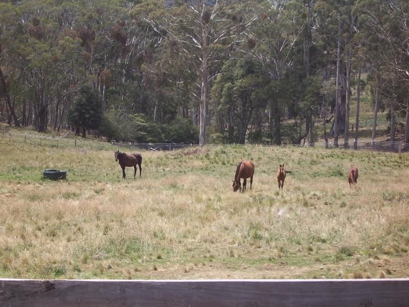 . ‘Hunter Springs’ Tomalla Via, Scone NSW 2337