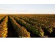 . ‘Longacres’, Gunnedah NSW 2380