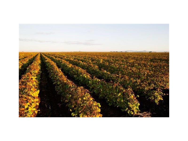 . ‘Longacres’, Gunnedah NSW 2380