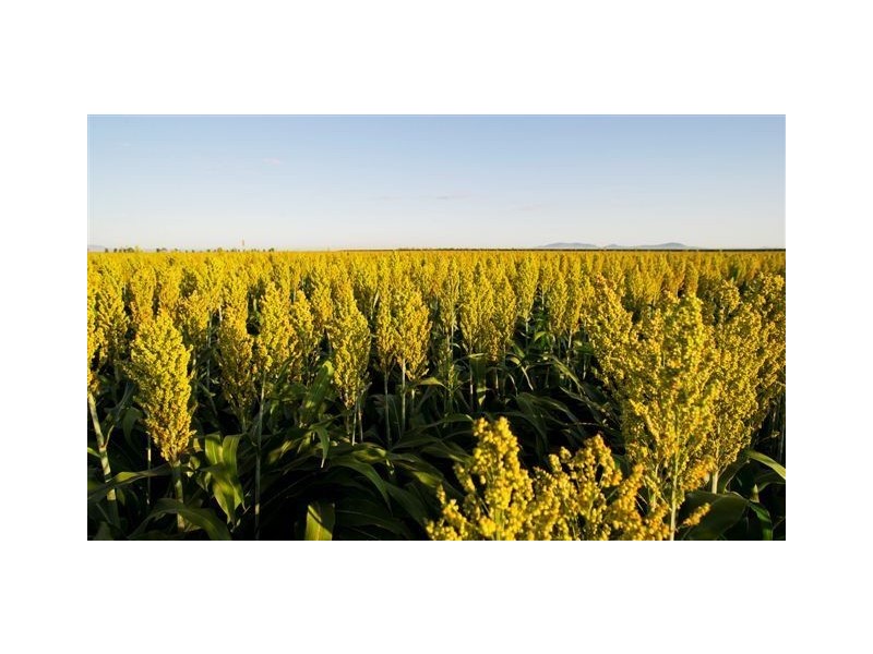 . ‘Longacres’, Gunnedah NSW 2380