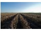 . ‘Longacres’, Gunnedah NSW 2380