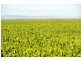 . ‘Longacres’, Gunnedah NSW 2380