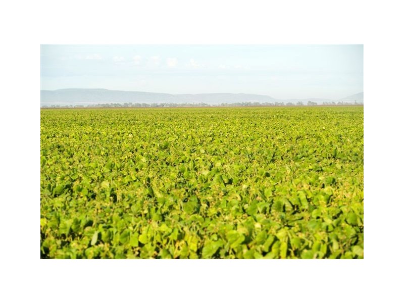 . ‘Longacres’, Gunnedah NSW 2380