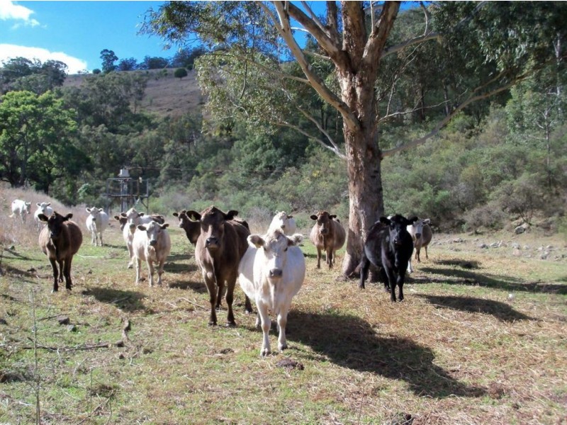 . ‘Sophia Park’, Scone NSW 2337