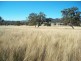 . ‘Warrah Park Estate’, Willow Tree NSW 2339