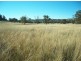 . ‘Warrah Park Estate’, Willow Tree NSW 2339