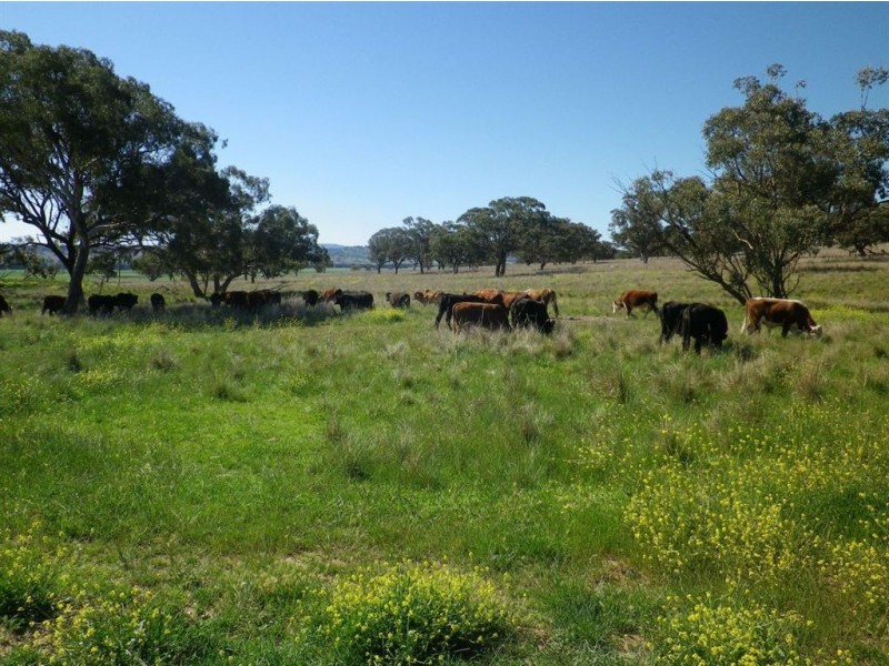 . Glenroy, Coolah NSW 2843