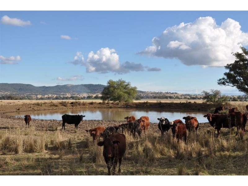 . Brewongle, Quirindi NSW 2343