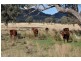. Brewongle, Quirindi NSW 2343