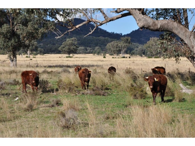 . Brewongle, Quirindi NSW 2343