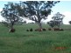 . Warragoon, Merriwa NSW 2329