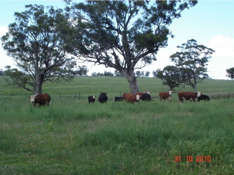 . Warragoon, Merriwa NSW 2329