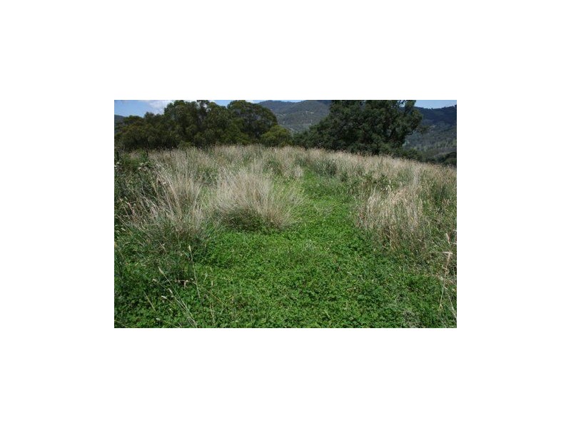 . Paddock, Timor NSW 2338