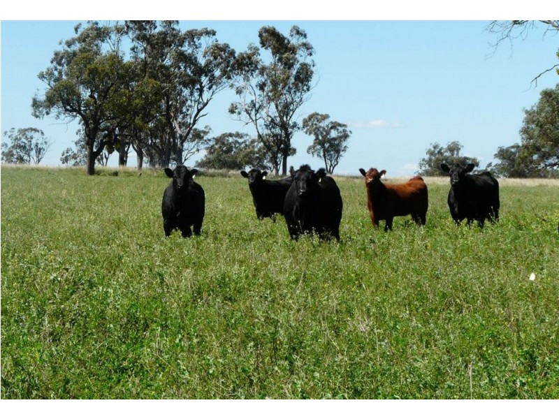 . Flight Springs, Merriwa NSW 2329