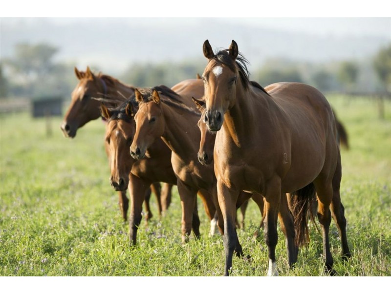 . Bhima, Scone NSW 2337