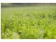 . Invermien, Scone NSW 2337