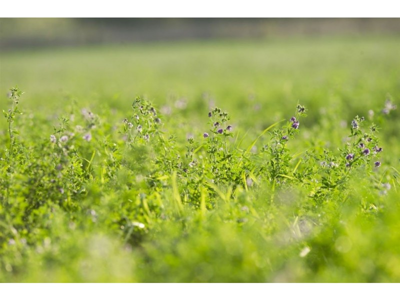 . Invermien, Scone NSW 2337
