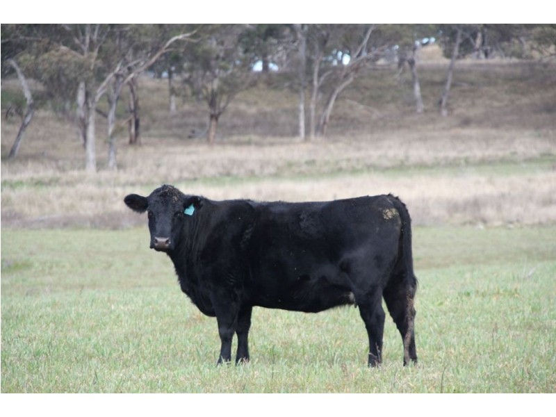 . Upper Peters Creek, Cassilis NSW 2329