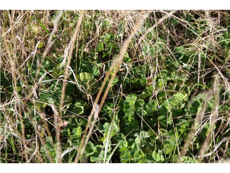 . Upper Peters Creek, Cassilis NSW 2329