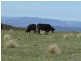 . Milmilland, Scone NSW 2337
