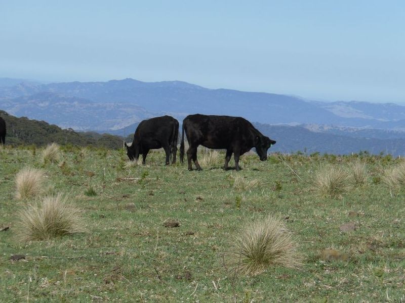 . Milmilland, Scone NSW 2337