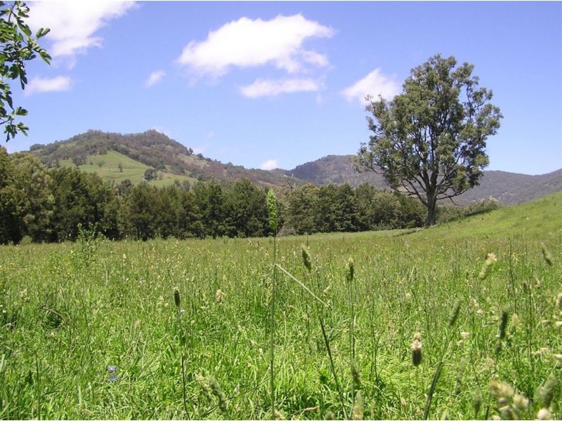 . Brindabella Blue, Nundle NSW 2340