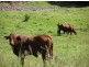 . Brindabella Blue, Nundle NSW 2340