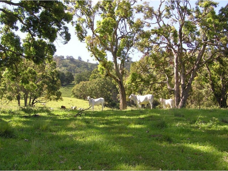 . Brindabella Blue, Nundle NSW 2340