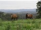 . Brindabella Blue, Nundle NSW 2340
