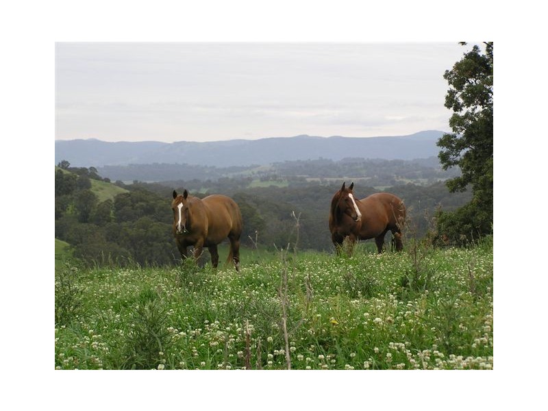 . Brindabella Blue, Nundle NSW 2340