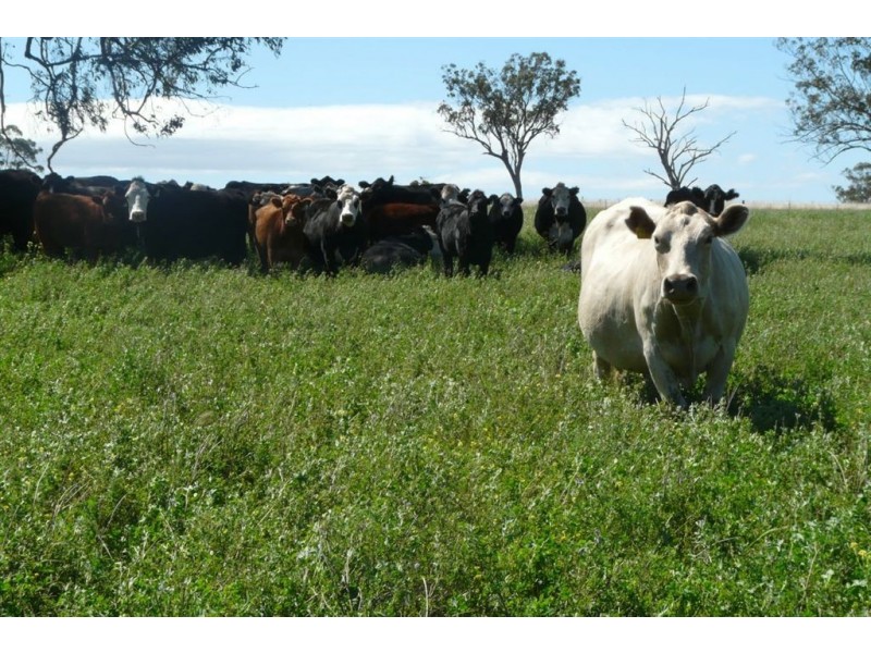 . Tunbridge Olde, Merriwa NSW 2329