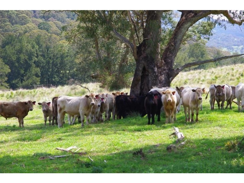 543 Pages River Rd, “Singles Creek”, Murrurundi NSW 2338