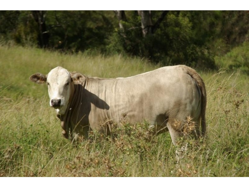 Lot 1 281 Mareeba Rd, Scone NSW 2337