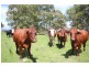 . “Top View”, Moonan Flat NSW 2337