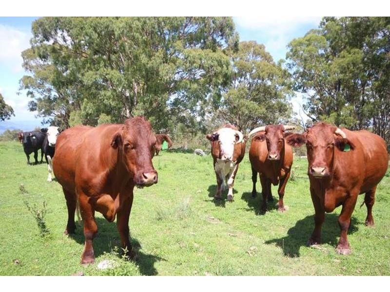 . “Top View”, Moonan Flat NSW 2337